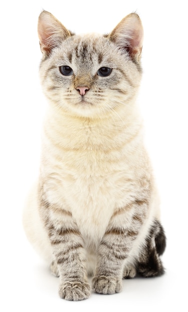 Small gray kitten on a white