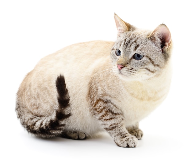 Small gray kitten on a white