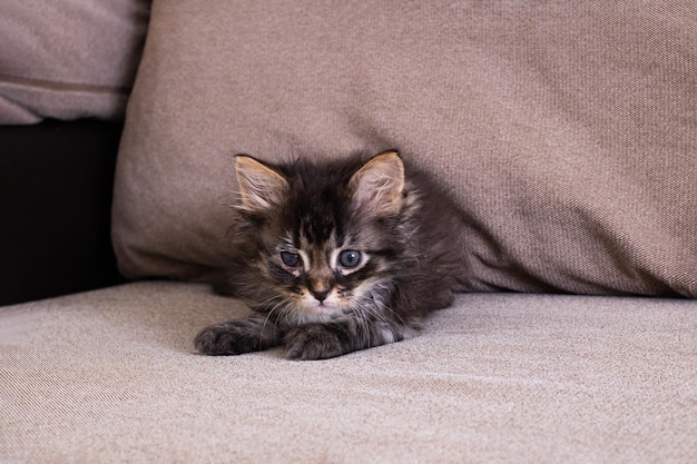 Small gray kitten with sore eyes closeup