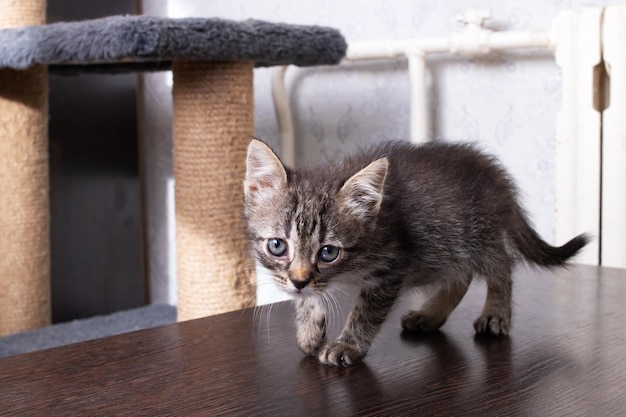 Small gray kitten on a wooden table