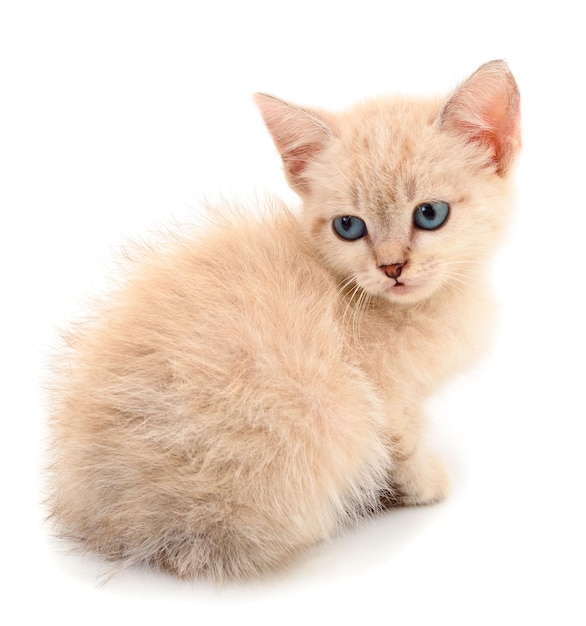 Small gray kitten