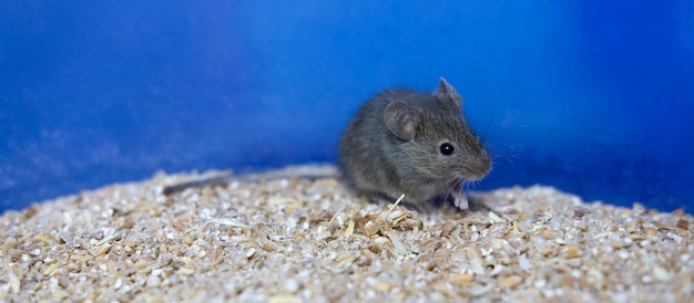 A small gray mouse is sitting on a grain of wheat portrait of a mouse rodent spoils the harvest banner copy space