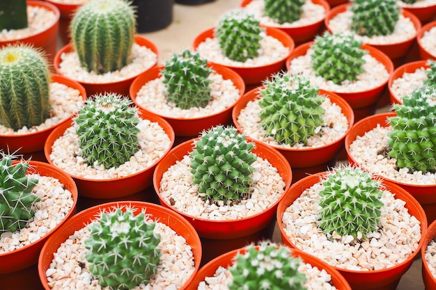 Small green cactus plant in flowerpot