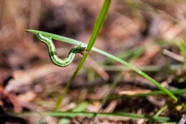 Photo a small green caterpillar crawls from a blade of grass to a blade of grass