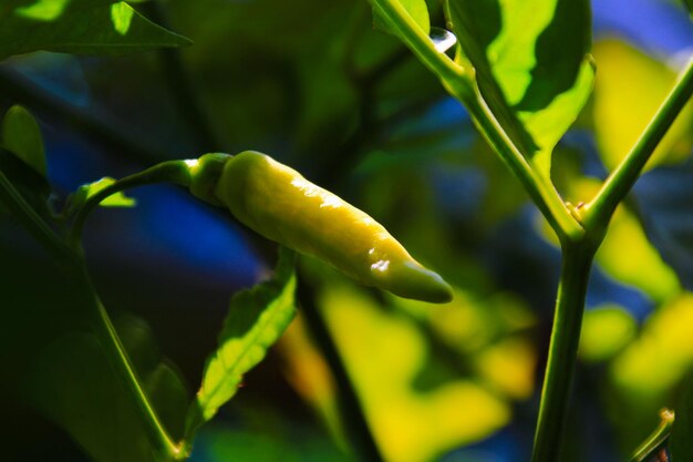 Small green chilies on the stem close up view