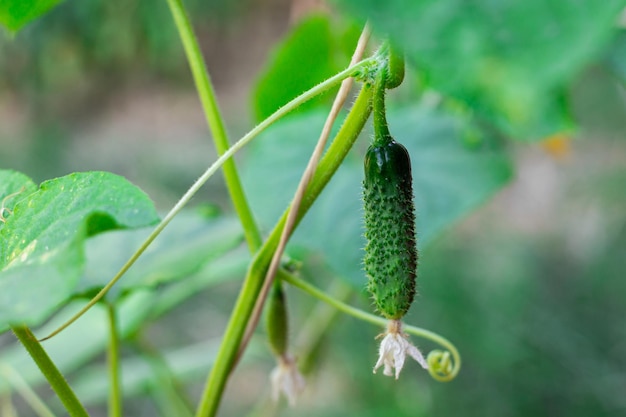 A small green cucumber on a plant stem Growing and caring for cucumbersSelective focus