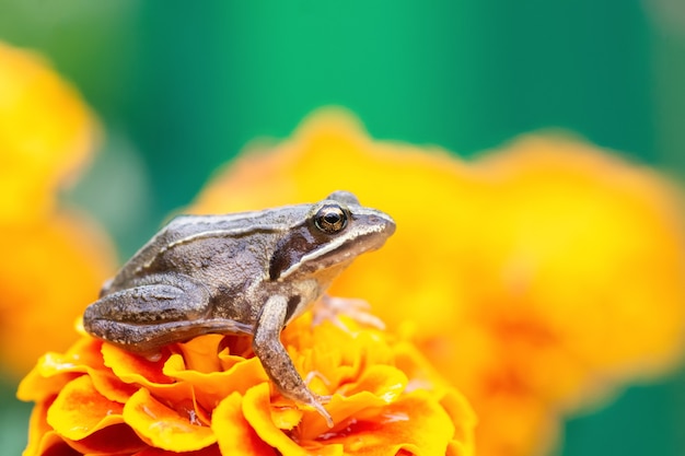 A small green frog is sitting on a beautiful flower