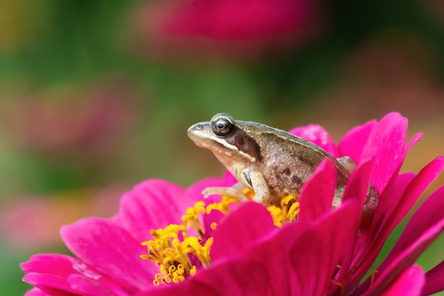 A small green frog is sitting on a beautiful flower