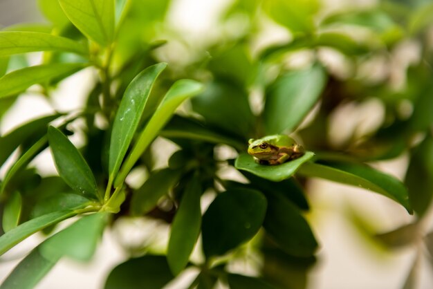 Small green frog resting on a green leaf in shallow depth of field.