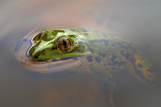 A small green frog underwater