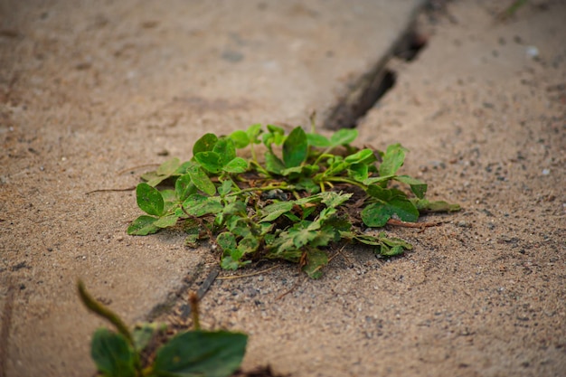 Small green grass in the pavement of cement or concrete floor ground