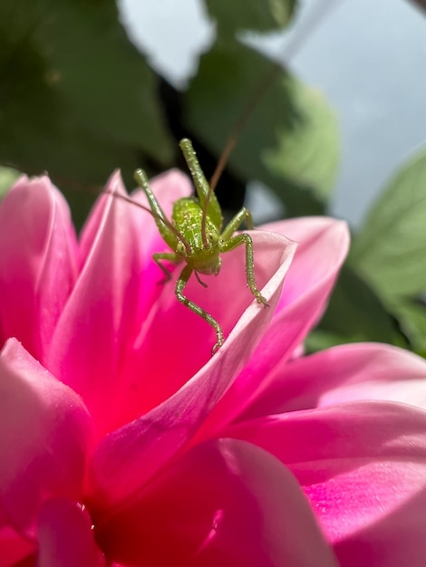 Small green grasshopper Tettigonia viridissima on a pink flower Macro