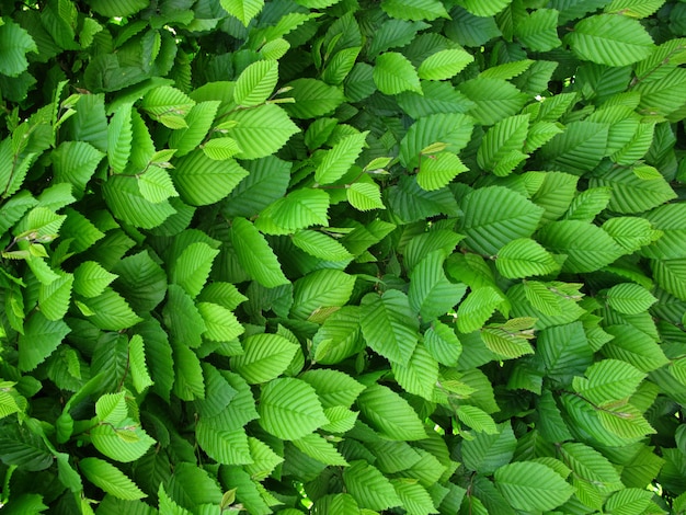 Small green leaf background