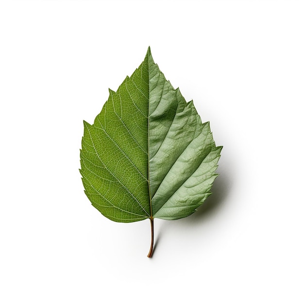 A small green leaf with details in white background ai generated