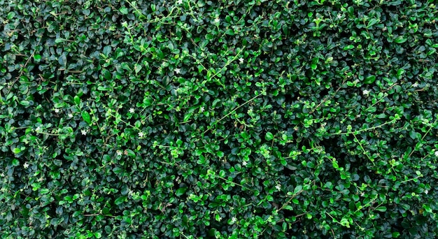 Small green leaves in hedge wall texture background Closeup green hedge plant in garden Eco wall