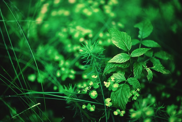 Small green leaves texture in forest. Wild nature. Summer concept. Copy space. Banner. Soft focus.