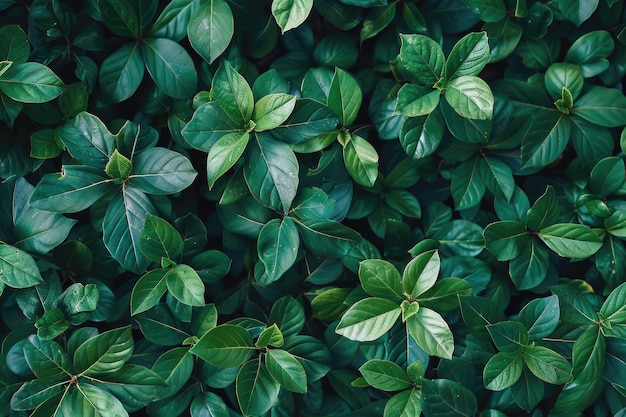 Small Green Leaves Texture with Beautiful Pattern and Eco Wall