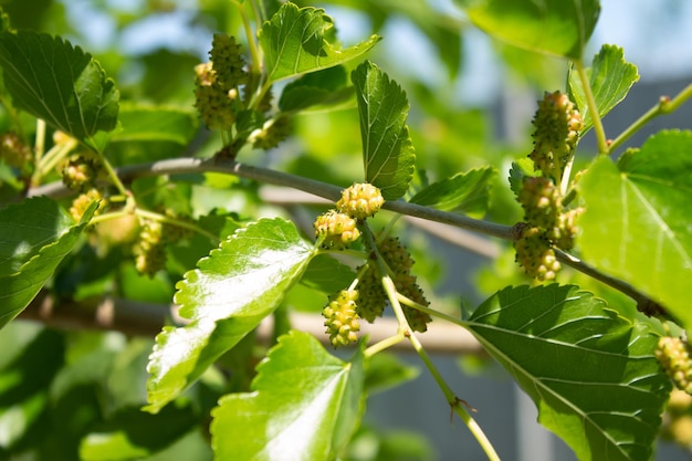 Small green mulberries on a branch