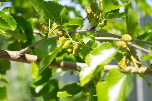 Small green mulberries on a branch