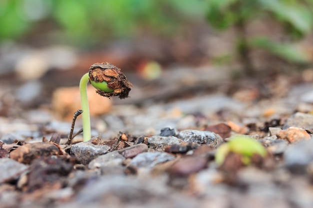 Small green plant in soil