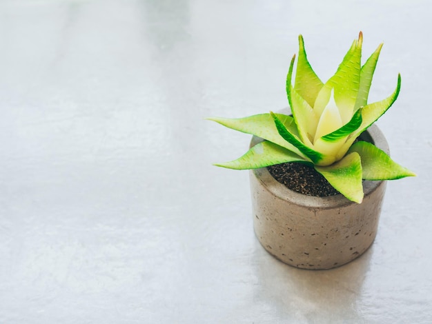 Small green succulent plant in concrete pot