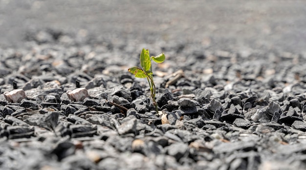 Small green tree broke the gray asphalt and grew out of it close up photo of a small strong sprout breaking through a stone