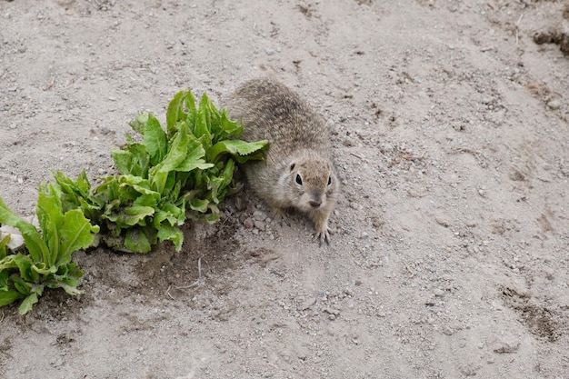 Small grey gopher on the ground is peeking out of his hole