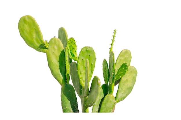 Small group of cactus desert plant spiky thorns bush isolated on white background