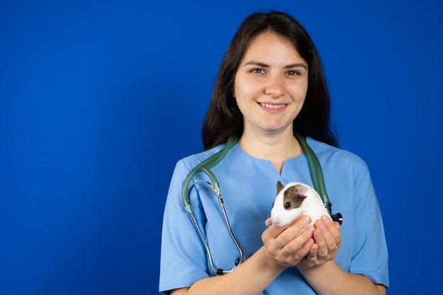 A small guinea pig in the hands of a veterinarian on a blue background