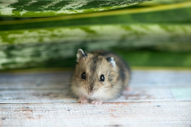 Small hamster a junggarlooks into the camera against a background of green foliage