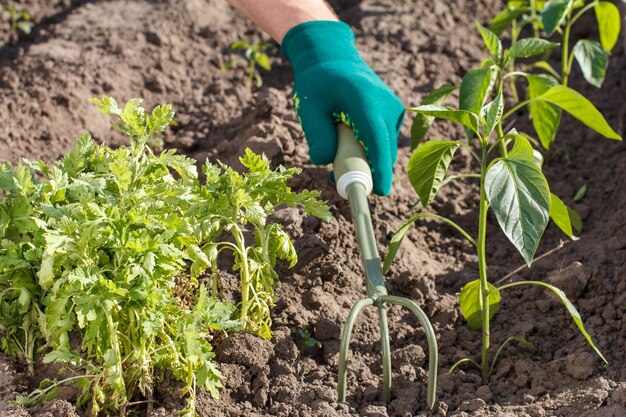 Small hand garden rake in hand dressed in a glove is loosening soil around the pepper seedling