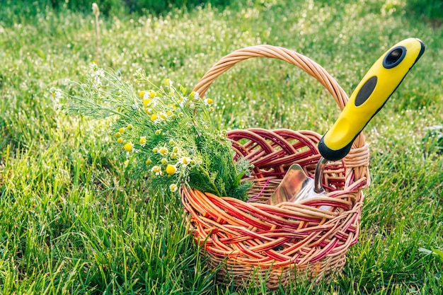 Small hand garden trowel and bouquet of field chamomiles in wicker basket with green grass on the background. Garden tools