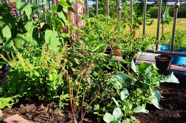 Small handmade gardens on terraces rooftop of house for thai farmer people working hobby small gardening growing tree fruits vegetables and cultivating herb plants horticulture at Bangkok of Thailand