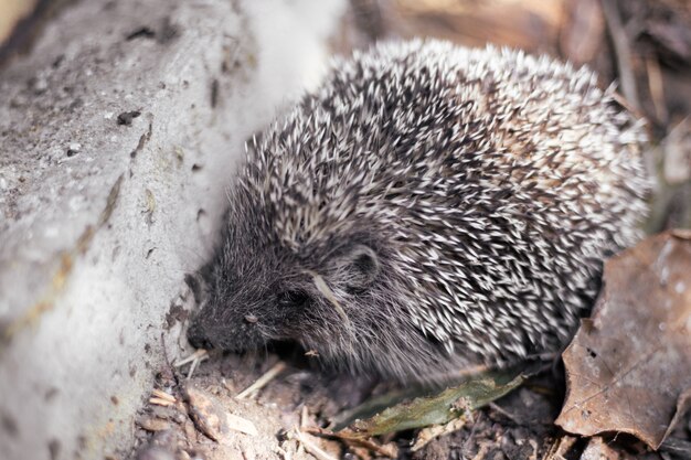 Small hedgehog in the foliage in the forest.