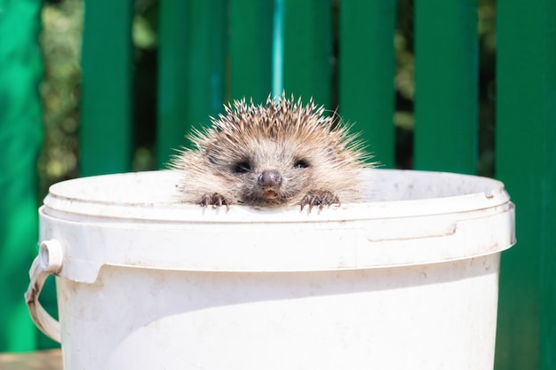 A small hedgehog looks out of an old white bucket