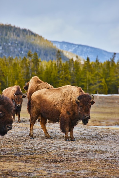 Small herd of bison grazing in fields by mountains