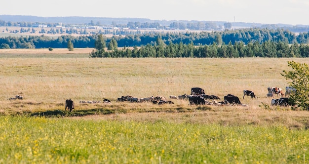 A small herd of cows and sheep graze in the meadows