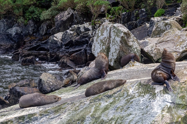 A small herd of fur seals are resting among the stones New Zealand