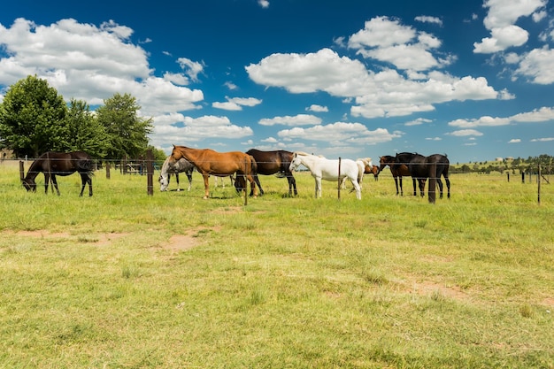 Small herd of horses grazing in a rural field behind a fence