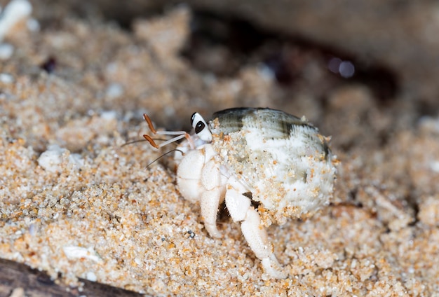 Photo small hermit crab on the beach