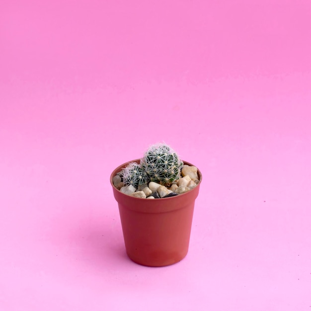 Small homemade cactus on pink background