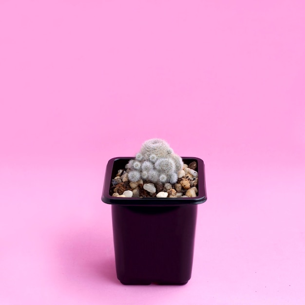 Small homemade cactus on pink background