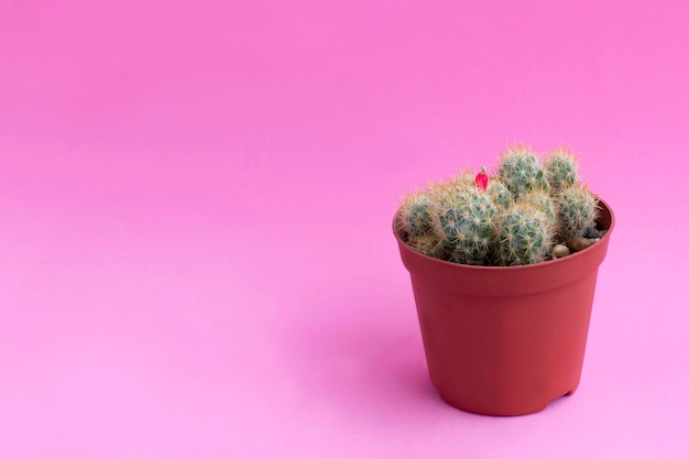 Small homemade cactus on pink background