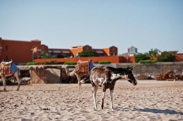 Small horse on the beach walking on sand