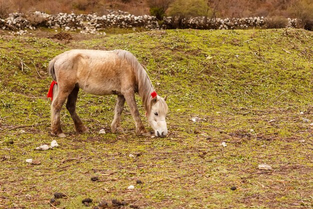 A small horse grazes in a mountain valley in the Himalayas