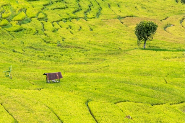 A small house in a field with a tree in the foreground