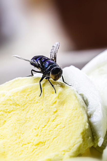 small house fly black fly on food and garbage insects in the house infestation disgusting insect