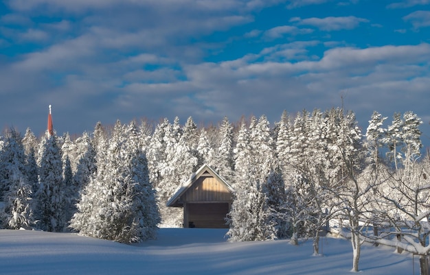 small house between forest in the winter