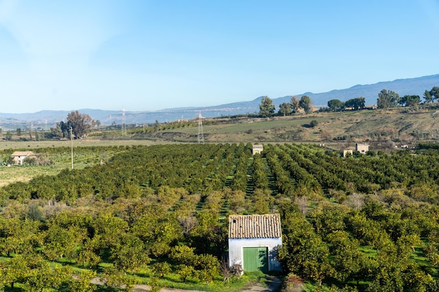 A small house is in the middle of a large orange grove