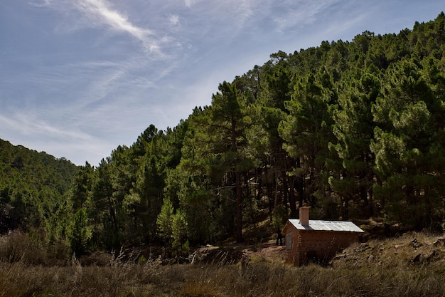 Small house in a pine forest